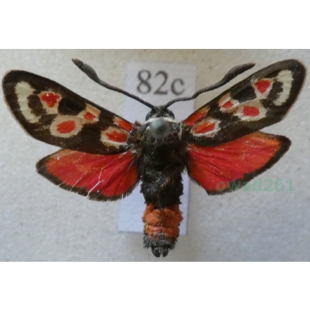 Zygaena occitanica (Villers, 1789) France82c